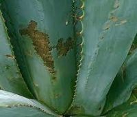 Control de Trips en Agave: Prevención y Tratamiento Eficaz